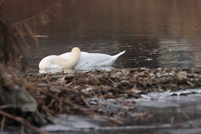 Cigno reale  - Adelfina Aldrovandi