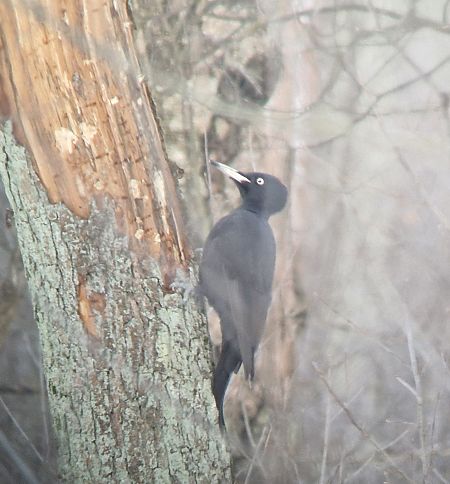dzięcioł czarny  - Tomasz Zarzycki
