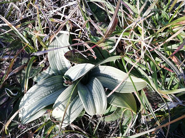 Ophrys apifera  - Laurent Fourneret