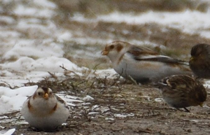 śnieguła  - Paweł Zaniecki