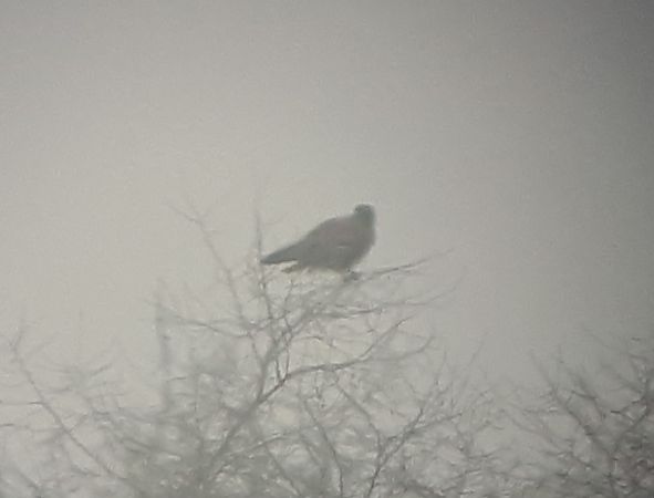 Aquila anatraia maggiore  - Lino Lipparini