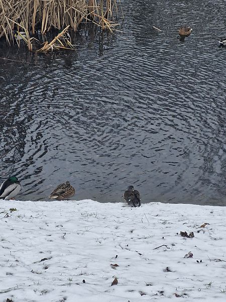 mandarynka  - Tomasz Zarzycki