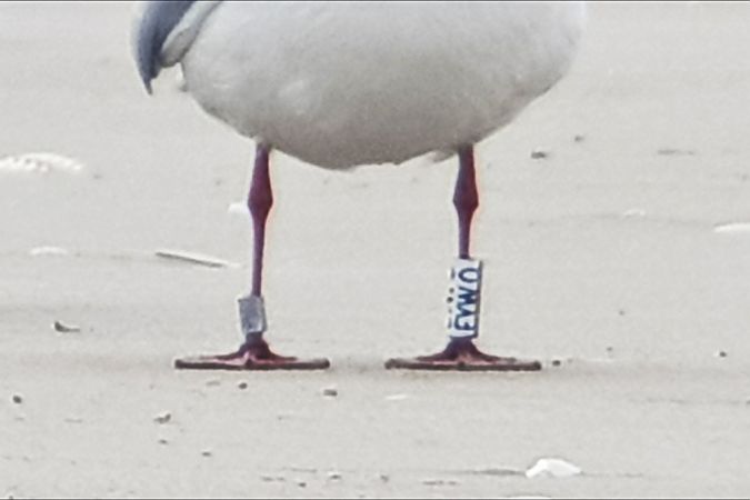 Gabbiano comune  - Giuseppe Di Lieto