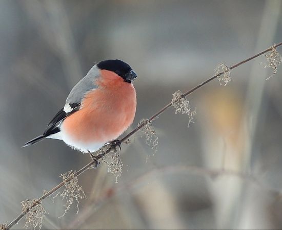 gil  - Tobiasz Sztuba