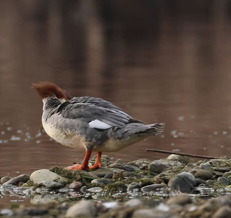 Smergo maggiore  - Adelfina Aldrovandi