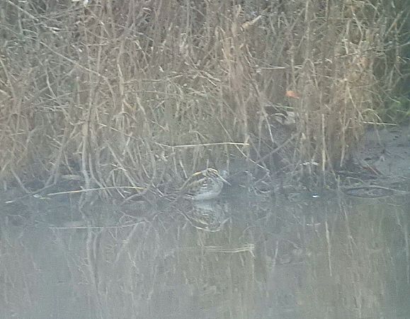 Jack Snipe  - Andreu Duclau