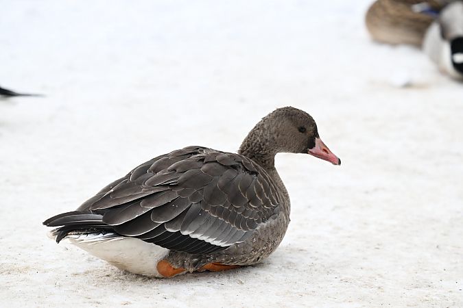 gęś białoczelna  - Małgorzata Łuczkiewicz