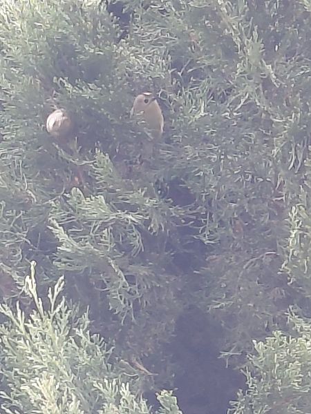 Regolo  - Leonardo Orefice