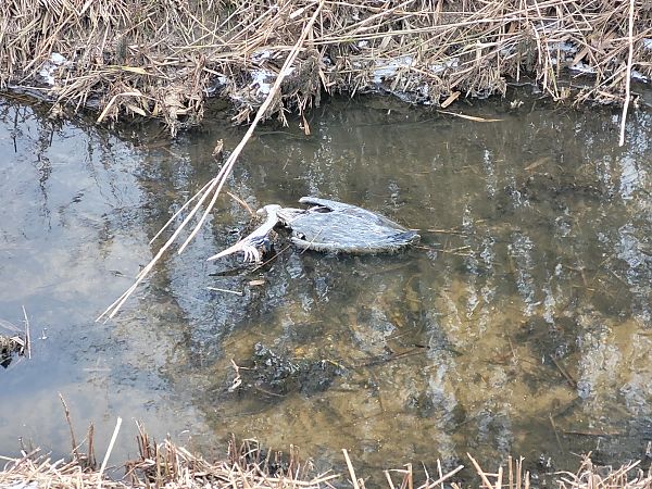 czapla siwa  - Tomasz Knioła
