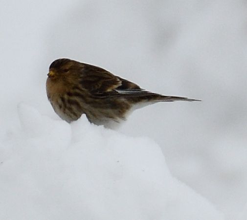 rzepołuch  - Paweł Zaniecki