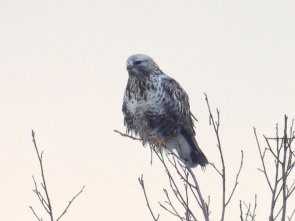 myszołów włochaty  - Kacper Mikulski