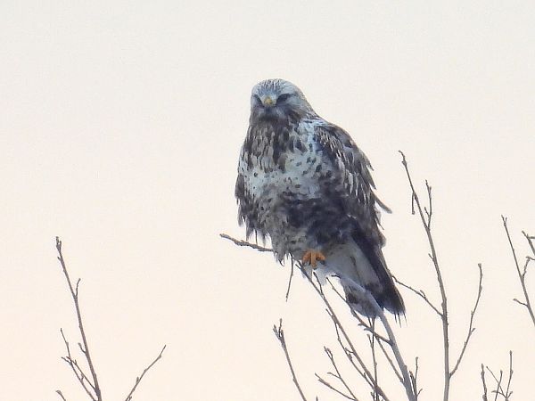 myszołów włochaty  - Kacper Mikulski