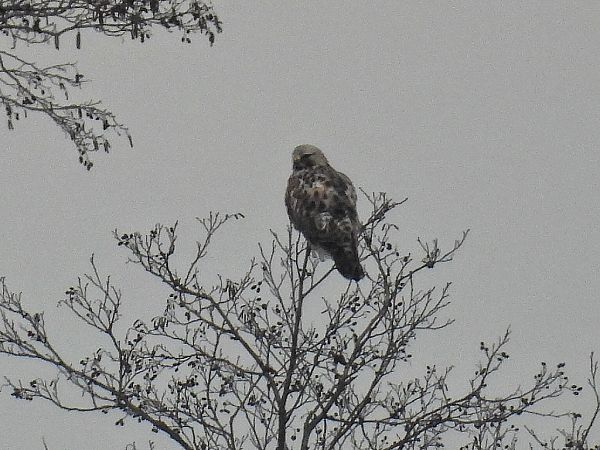 Raufussbussard  - Kacper Mikulski