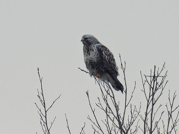 Raufussbussard  - Kacper Mikulski