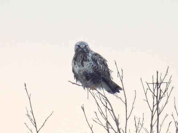 Raufussbussard  - Kacper Mikulski