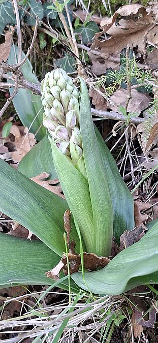 Himantoglossum robertianum 