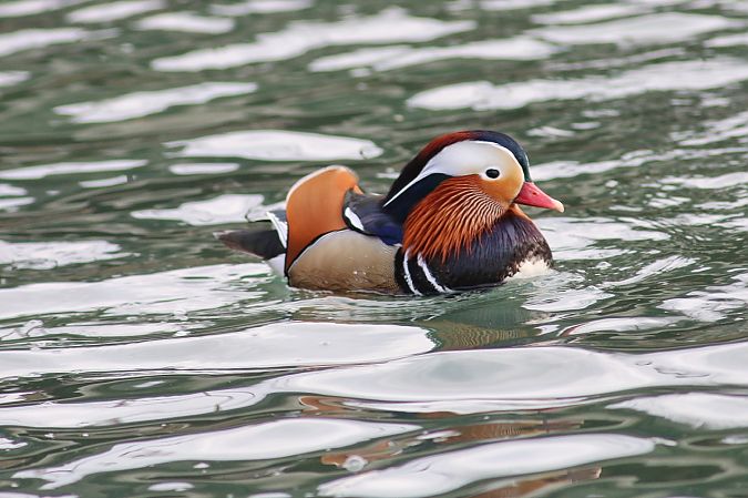 Anatra mandarina  - Stefano Sava