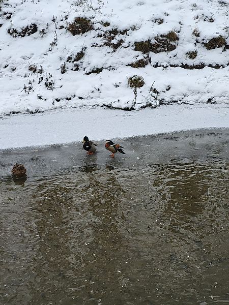 mandarynka  - Aleksey Andreyanov