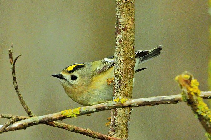 Regolo  - Matteo Faggi