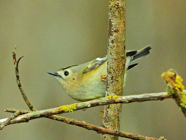 Regolo  - Matteo Faggi