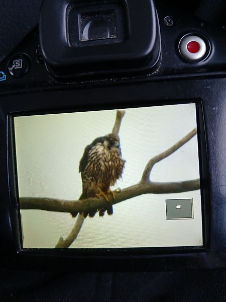 sokół wędrowny  - Jakub Cichy