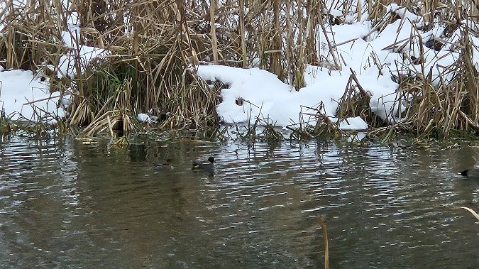 cyraneczka  - Anna Kamilewicz-Wicik