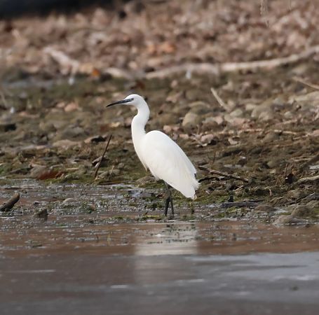 Garzetta  - Adelfina Aldrovandi