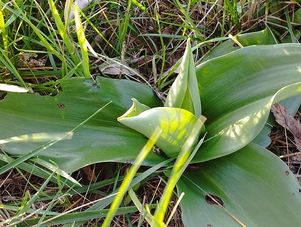 Himantoglossum robertianum  - Gérard Joseph