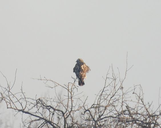 myszołów włochaty  - Adrian Dudkiewicz