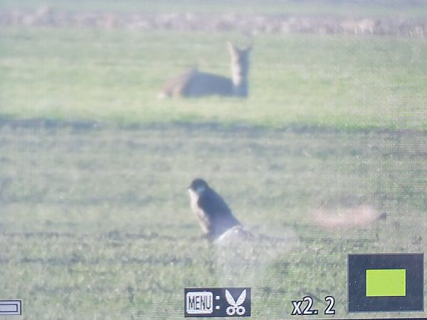 sokół wędrowny  - Tomasz Knioła