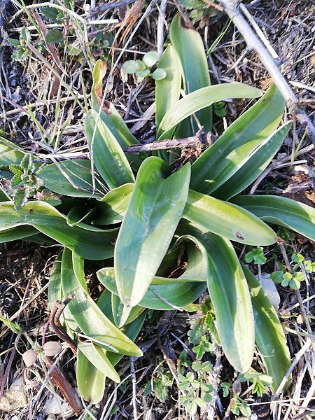Ophrys apifera  - Laurent Fourneret