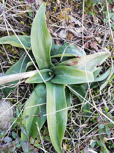 Ophrys apifera  - Laurent Fourneret