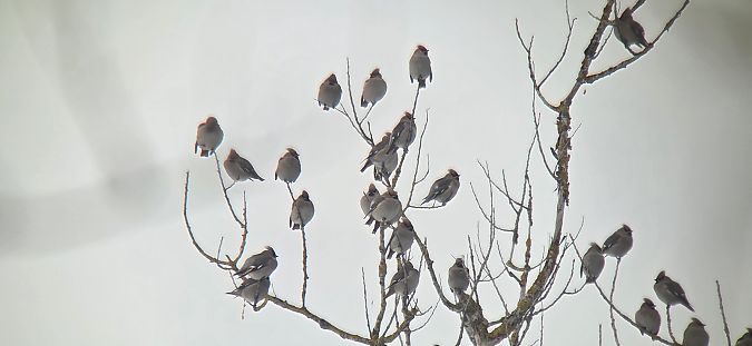 Seidenschwanz  - Sebastian Watras