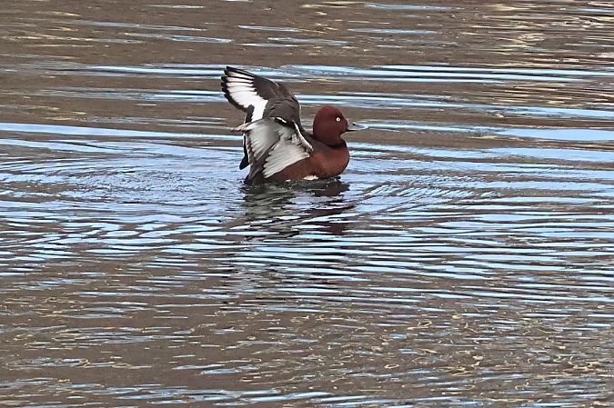 Fuligule nyroca  - Andrea Reischer