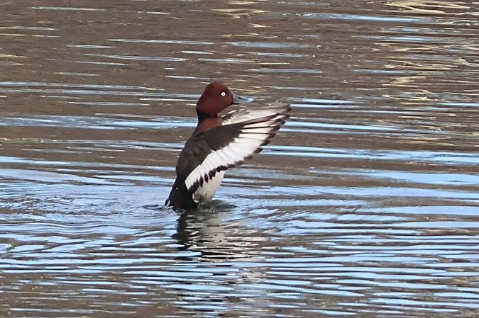 Moorente  - Andrea Reischer