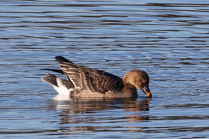 Oie de la toundra  - Viehböck Helga