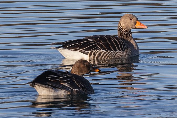 Oie de la toundra  - Viehböck Helga