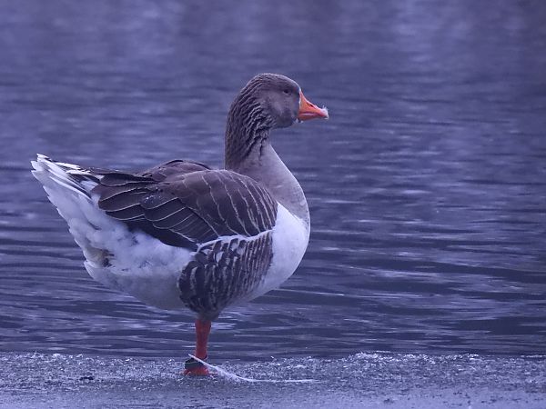 gęgawa  - Natalia Gorczowska