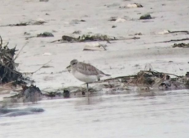 Pivieressa  - Marco Cortemiglia