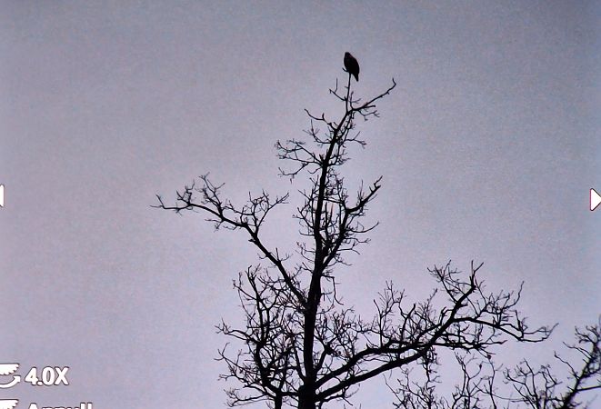 Poiana  - Renato Cottalasso