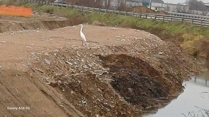 Airone bianco  - Riccardo Tucci