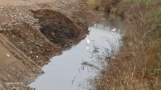 Airone cenerino  - Riccardo Tucci