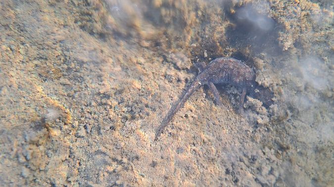 Tritone alpestre  - Renato Cottalasso