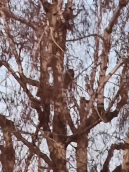 Gufo comune  - Bassano Riboni