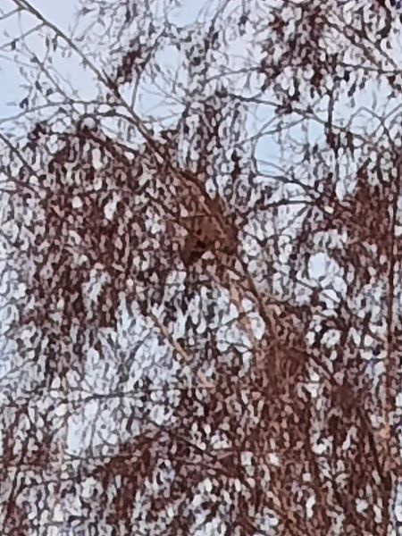 Gufo comune  - Bassano Riboni