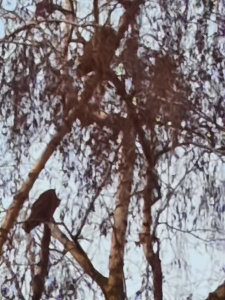 Gufo comune  - Bassano Riboni