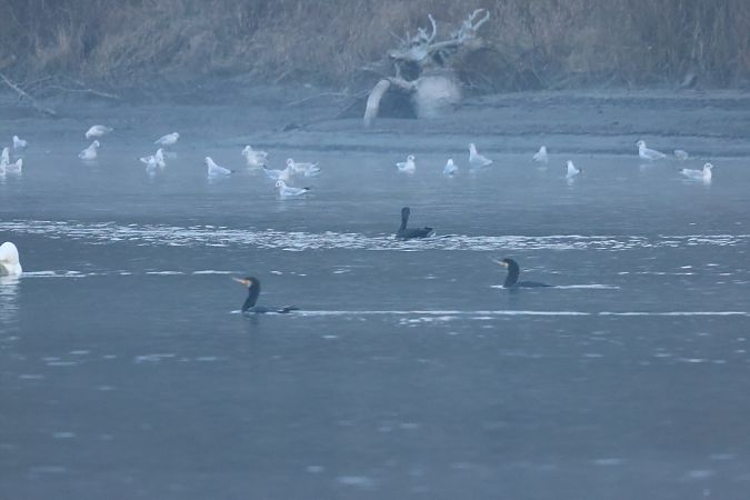 Cormorano  - Adelfina Aldrovandi