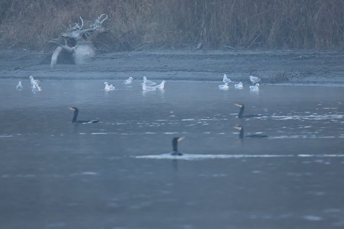 Grand Cormoran  - Adelfina Aldrovandi