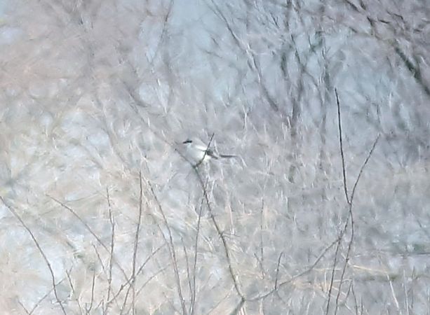 Averla maggiore  - Lino Lipparini