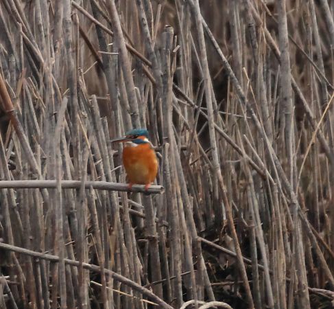 Martin pescatore  - Adelfina Aldrovandi